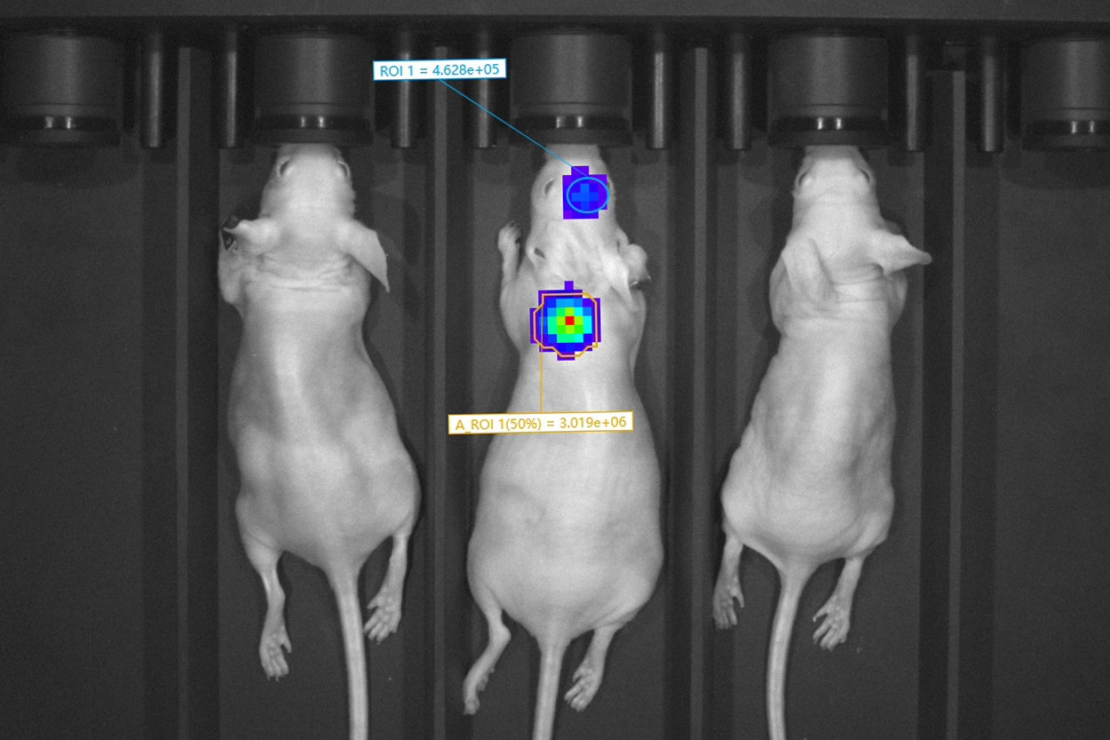 MOIS HT小动物活体光学成像系统