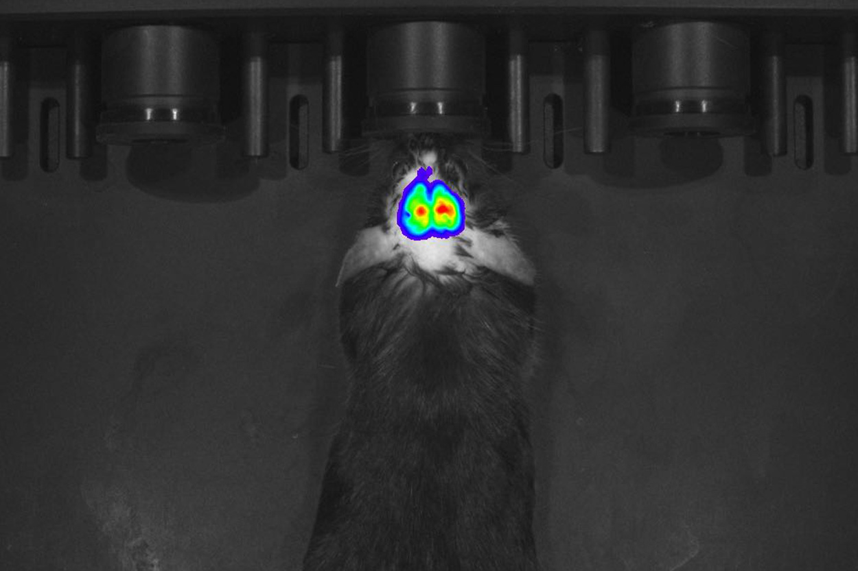 MOIS HT小动物活体光学成像系统